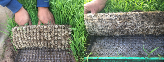 水稻成型育苗基質片設備(圖3)